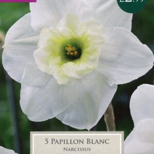 Daffodil - Narcissus Papillion Blanc - White  10/12cm - 5 Bulbs