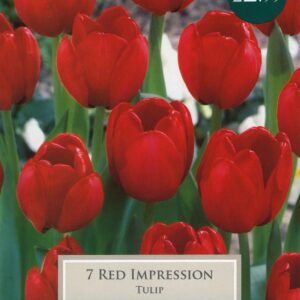 Taylors - Tulip Red Impression 11/12cm - 7 Bulbs