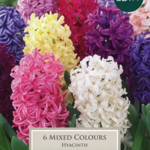 Taylors - Hyacinth Mixed Colours - 5 Bulbs