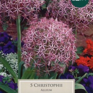 Taylors - Allium christophii - Pack of 5 Bulbs