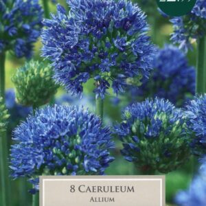 Taylors - Allium caeruleum - Pack of 8 Bulbs