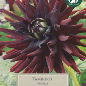 Taylors Flower - Dahlia - Tamburo - 1 Tuber