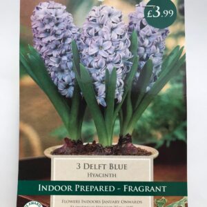 Taylors - Hyacinth Delft Blue - 3 Indoor Prepared Bulbs