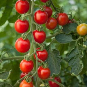 Tomato Consuelo F1 Hybrid Seeds