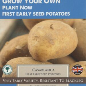Taylors Seed Potatoes Casablanca 10 Tubers First Early