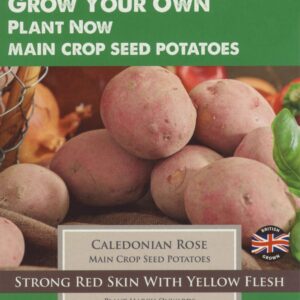 Taylors - Seed Potatoes - Caledonian Rose - 10 Tubers - Main Crop