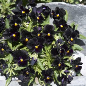 Viola Back to Black Seeds