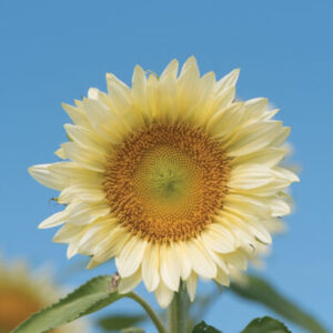 Sunflower White Lite Seeds