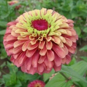 Zinnia Queen Red Lime Seeds