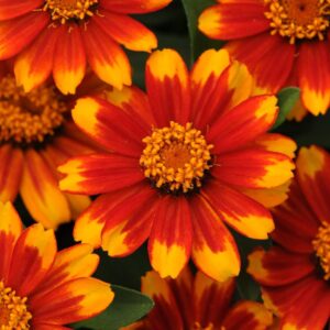 Zinnia Zahara Sunburst Seeds