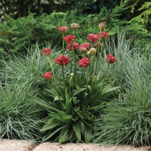 Armeria Ballerina Red Seeds