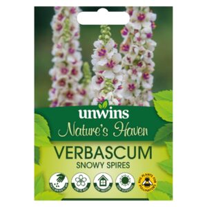 Unwins Flower Verbascum Snowy Spires - 30 Seeds