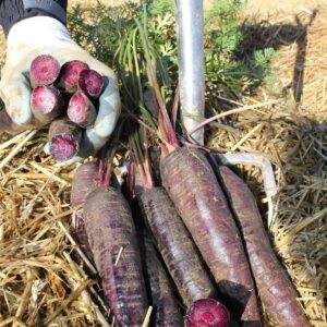 Carrot Purple Sun F1 Hybrid Seeds