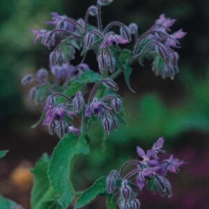 Organic Herb Borage Seeds
