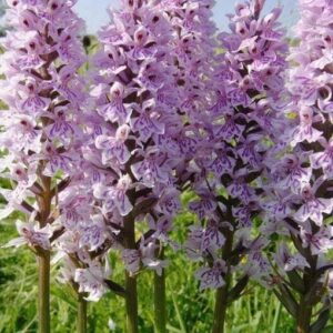 Wild Flower Common Spotted Orchid Dactylorhiza fuchsii Seeds