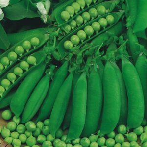 Pea Petit Pois Waverex Seeds