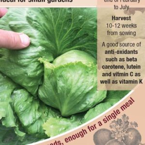 Kings Seeds  Lettuce Miniko Seeds