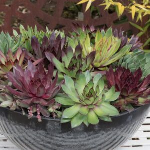 Sempervivum  Hippie Chicks Seeds