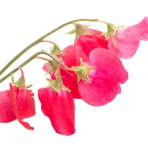 Sweet Pea Miss Willmott Seeds