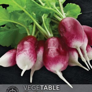 Thompson & Morgan Kew Vegetable Radish Diana - 500 Seeds