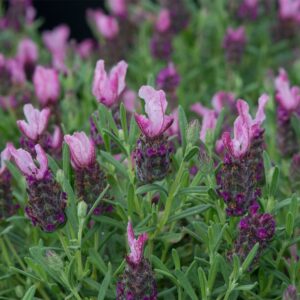 Lavender Bandera Deep Rose Seeds