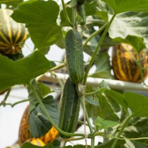 Cucumber (Gherkin) - Calimbo F1 Seeds