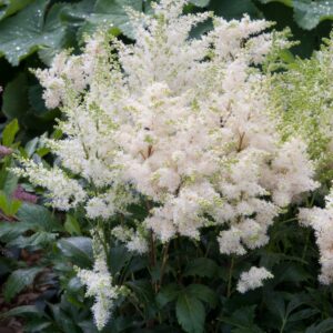 Astilbe Astary White Seeds