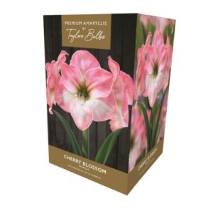 Taylors Amaryllis Bulb Gift Pack - Cherry Blossom - Pink and White
