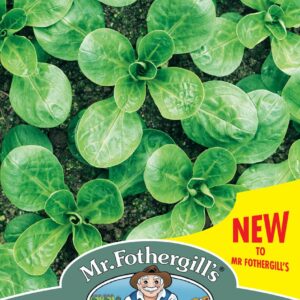 Mr Fothergills - Vegetable - Lambs Lettuce - Vit - 500 Seeds