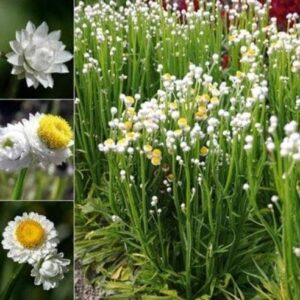 Ammobium alatum Seeds