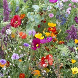 Annual Bee Flowering Mix Seeds