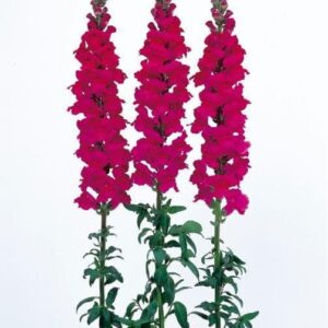 Antirrhinum Admiral Purple F1 Hybrid Seeds