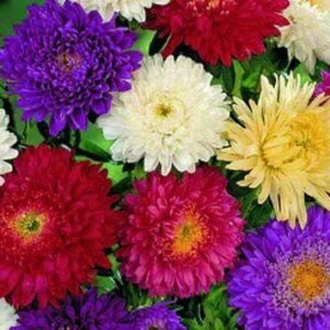Aster Super Princess Mixed Seeds
