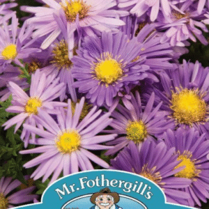 Mr Fothergills Aster (Michaelmas Daisy) Mixed Seeds