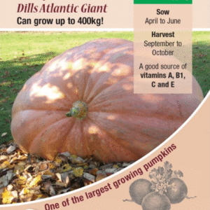Kings Seeds Pumpkin Dills Atlantic Giant 10 Seeds