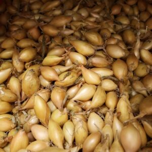 Autumn Onion Sets Autumn Champion