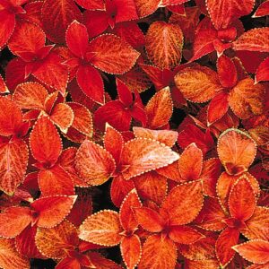 Coleus Wizard Sunset Seeds