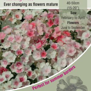 Kings Seeds  Phlox Blushing Bride Seeds