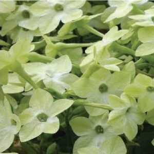 Nicotiana Cuba F1 Hybrid Deep Lime Seeds - Reduced due to short life