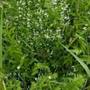 Wild Flower Marsh Bedstraw Galium palustre Seeds