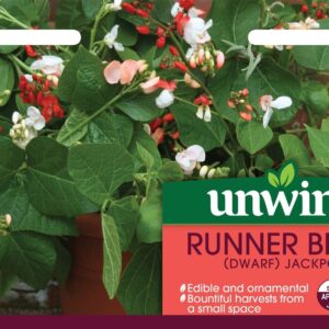 Unwins Runner Bean (Dwarf) Jackpot 30 Seeds
