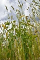 Wild Flower ThorowWax Bupleurum rotundifolium Seeds