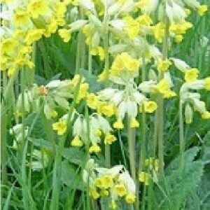 Wild Flower Economy Meadow Mixture Spring Seeds