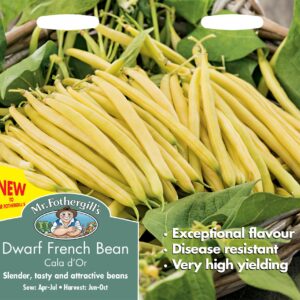 Mr Fothergills Dwarf French Bean Cala D'Or 100 Seeds