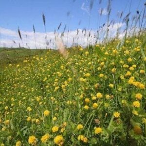 Wild Flower Black Medick Medicago lupulina Seeds
