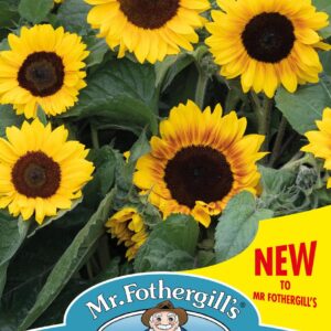 Mr Fothergills - Flower - Sunflower - Mahogany - 20 Seeds