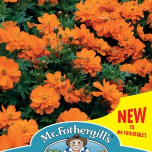 Mr Fothergills - Flower - Cosmos - Mandarin - 30 Seeds