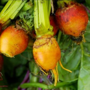 Beetroot Boldor F1 Hybrid Seeds