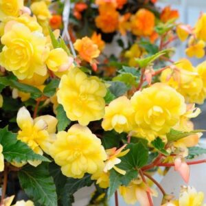 Begonia Illumination Lemon F1 Hybrid Seeds