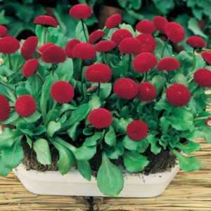 Bellis Perennis Medicis Red Seeds